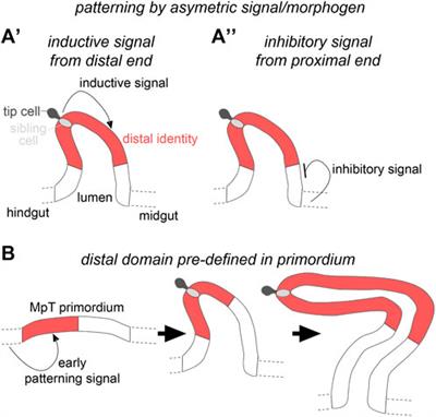 Early patterning followed by tissue growth establishes distal identity in Drosophila Malpighian tubules